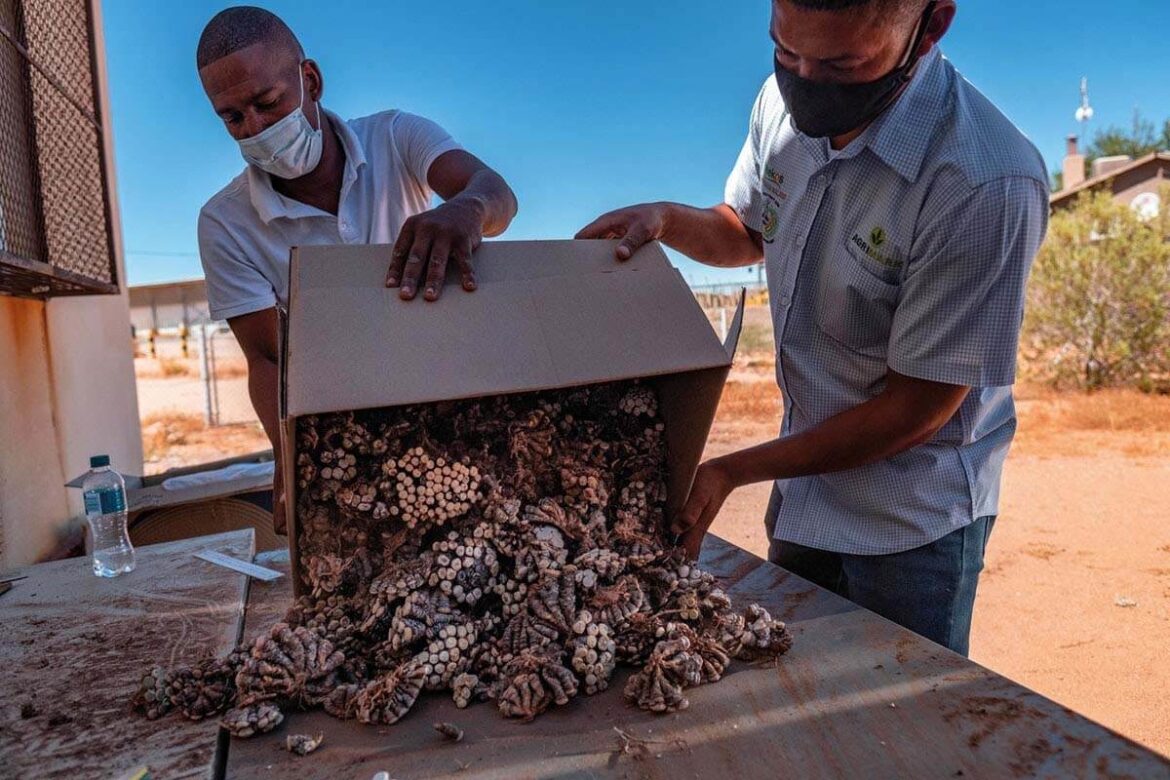 The Rise of Plant Poaching: How Succulent Obsession Fuels a Growing Illegal Trade